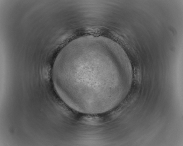 X0000113340712200910060958