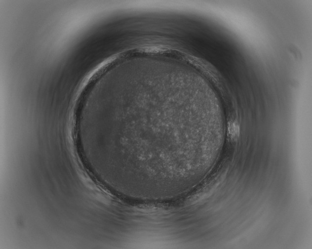 X0000113340724200910060957