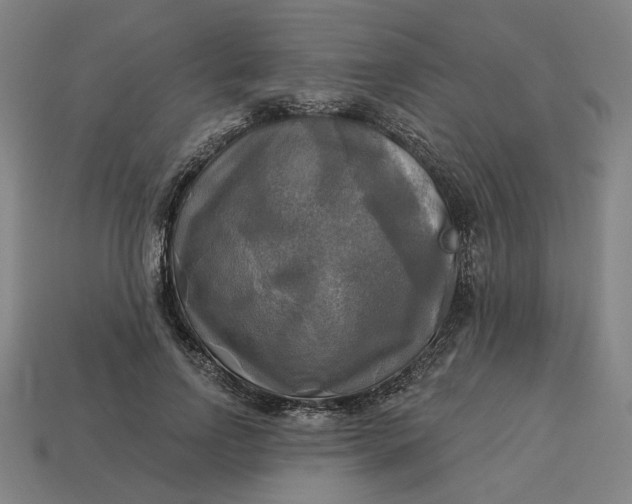 X0000113340742200910060957