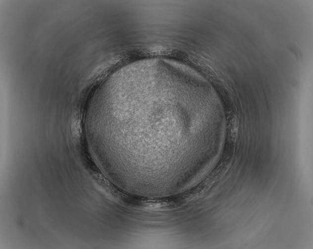 X0000113340746200910060957