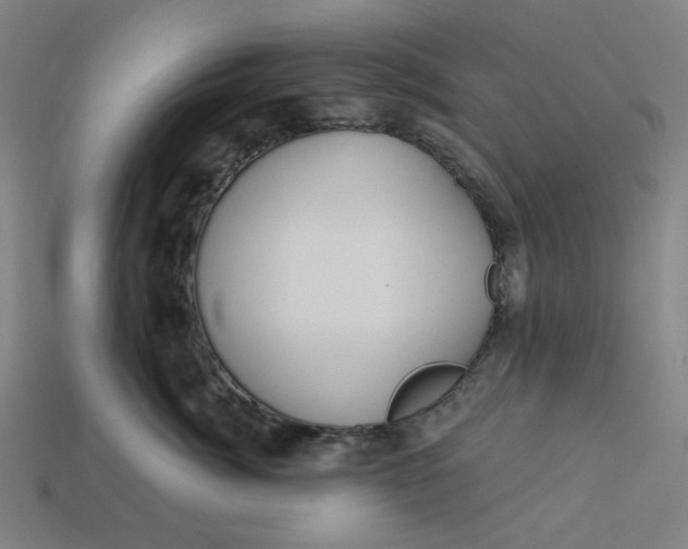 X0000113340764200910060958