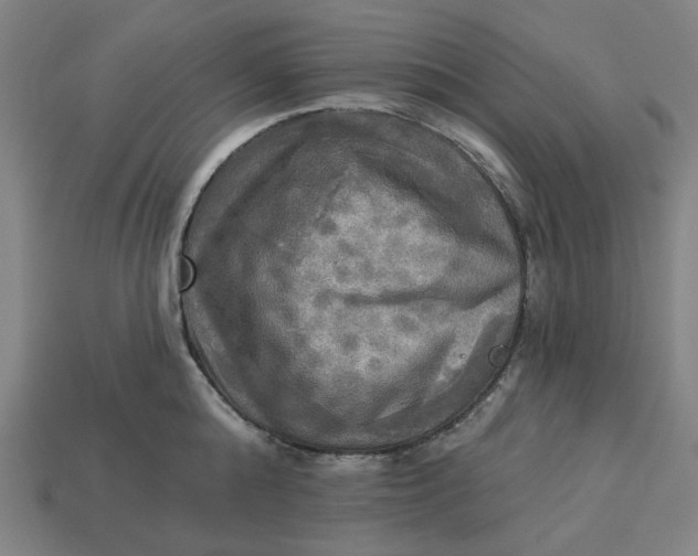 X0000113340808200910060957