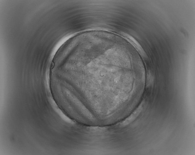 X0000113340812200910060956