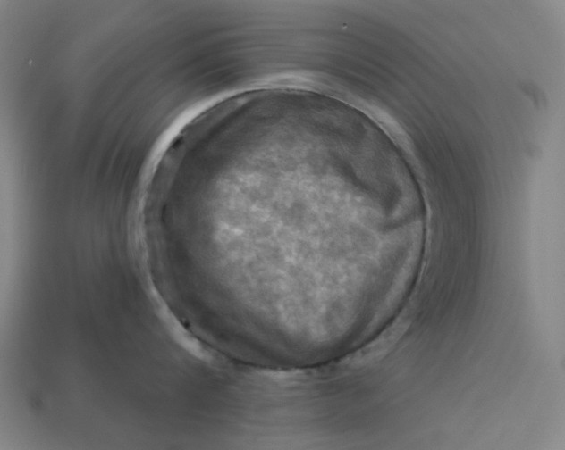 X0000113340816200910060956