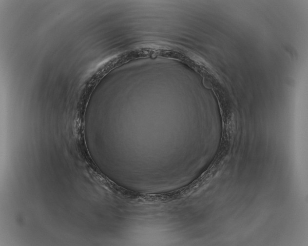 X0000113340822200910060956