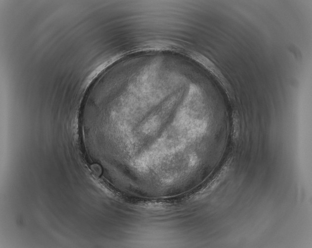 X0000113340834200910060956