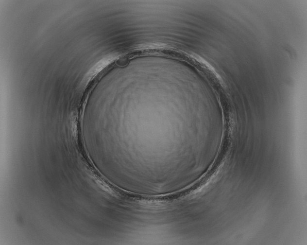 X0000113340921200910060954