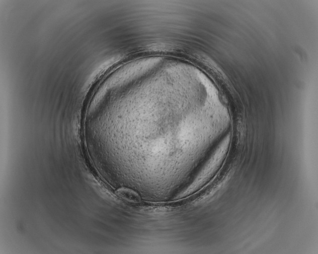 X0000113340930200910060955