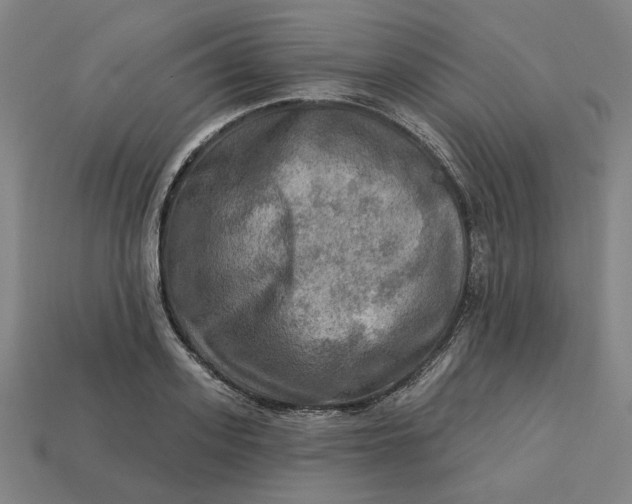 X0000113340939200910060955