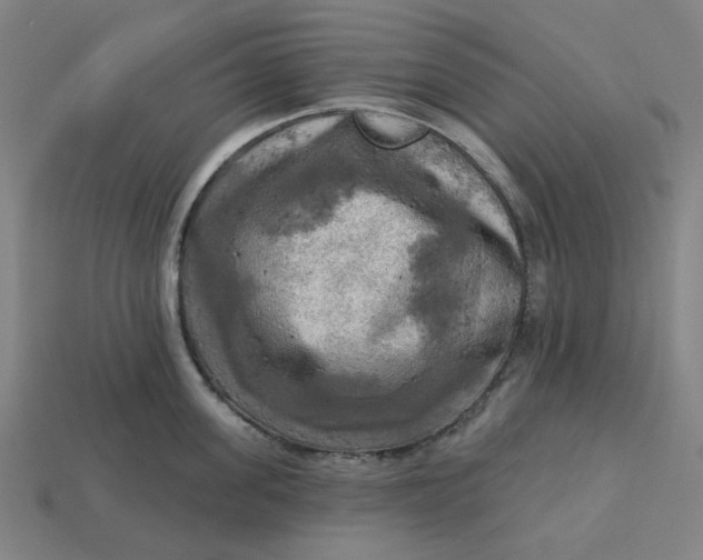 X0000113340955200910060955