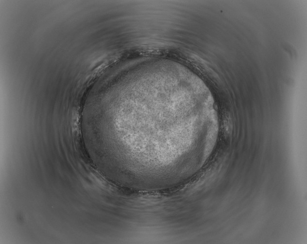 X0000113340964200910060954