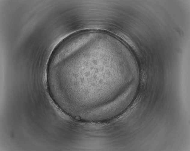 X0000113340980200910060954