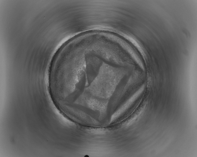 X0000113340999200910060954