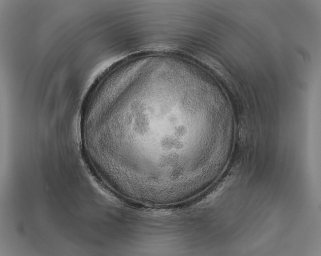 X0000113341030200910060953