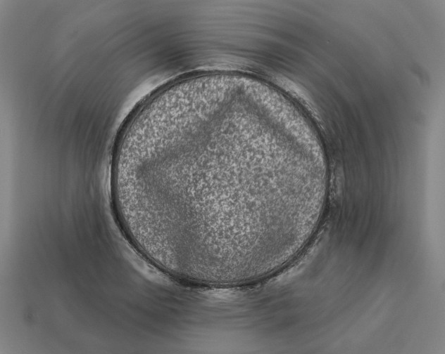 X0000113341130200910060952