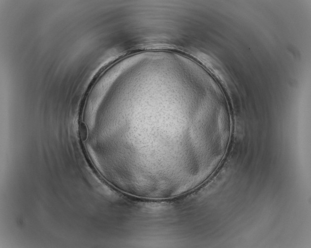 X0000113341189200910060951