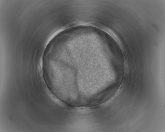 X0000113341198200910060951