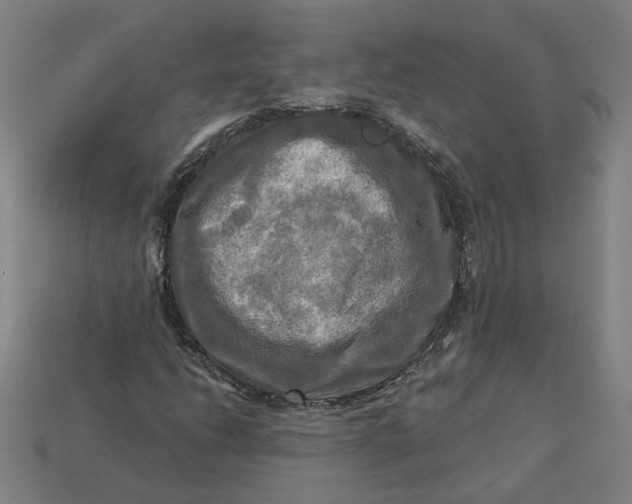 X0000113341206200910060950