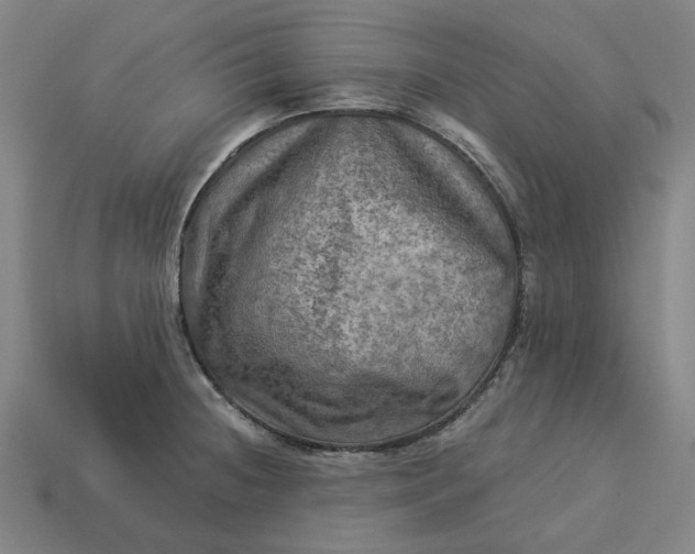 X0000113341236200910060951