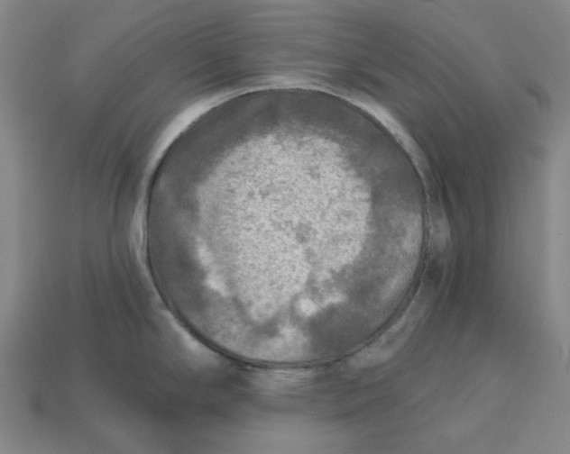 X0000113341294200910060950