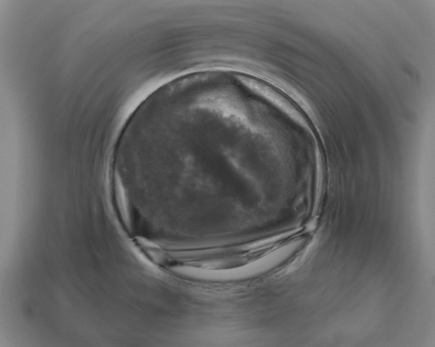 X0000113341533200910060947