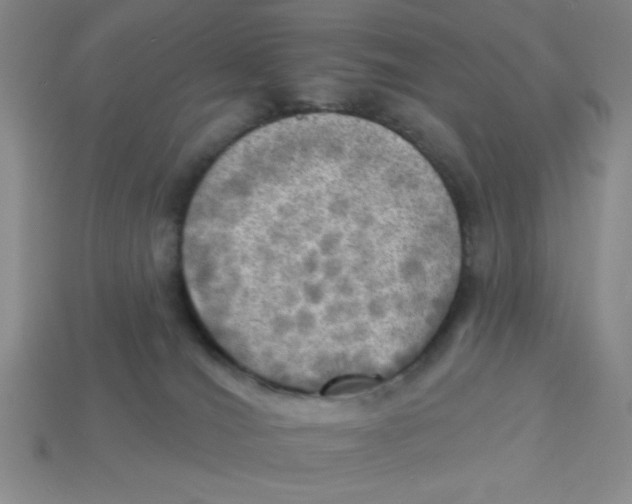 X0000113340036200910131228