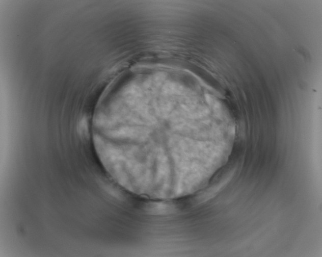 X0000113340286200910131225