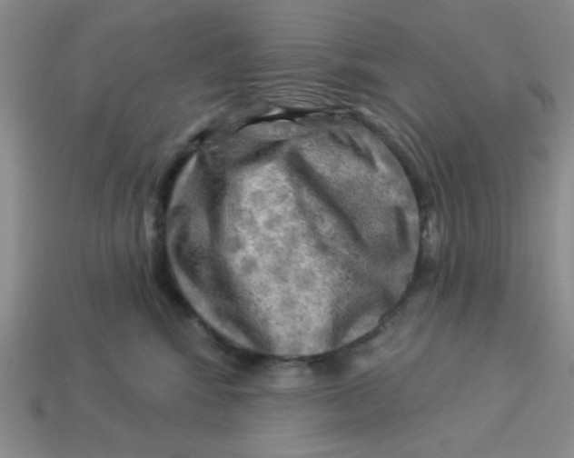 X0000113340424200910131222