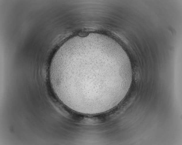 X0000113340455200910131222