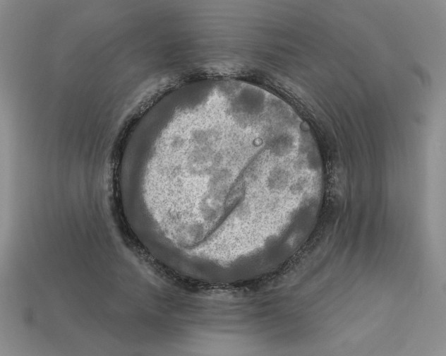 X0000113340738200910131218