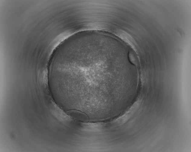 X0000113340781200910131218