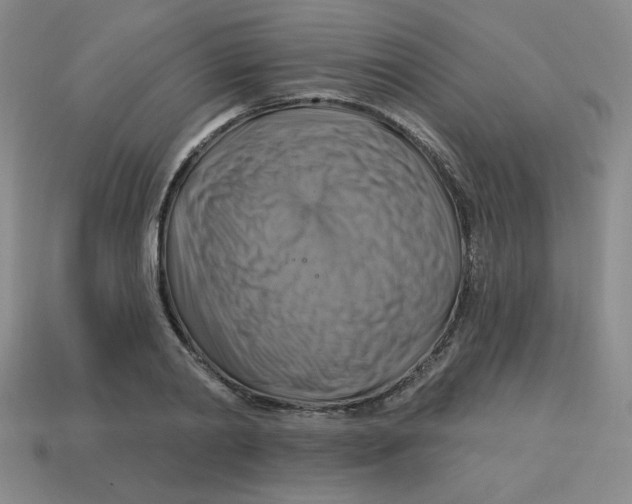 X0000113340790200910131217