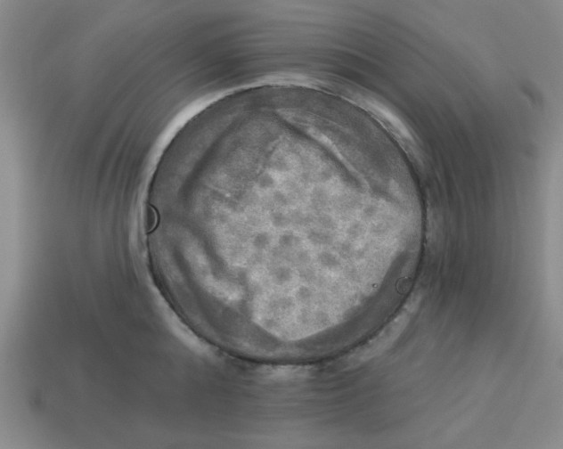 X0000113340808200910131217