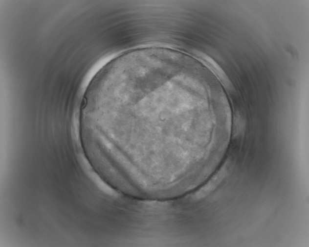 X0000113340812200910131217