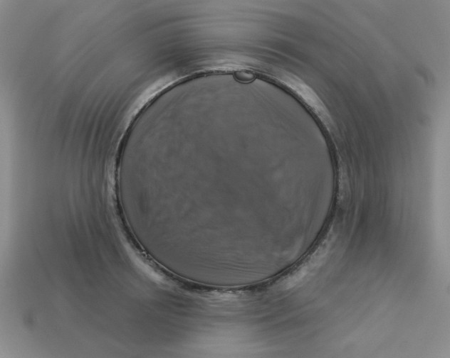 X0000113340850200910131217