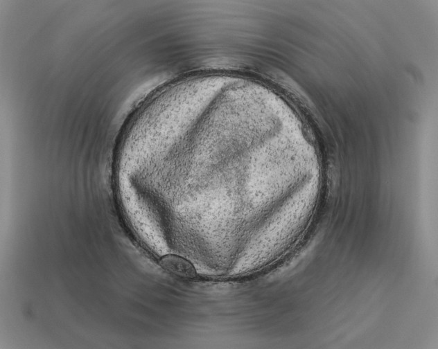 X0000113340930200910131216