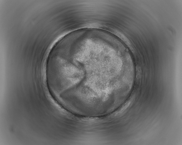 X0000113340939200910131216
