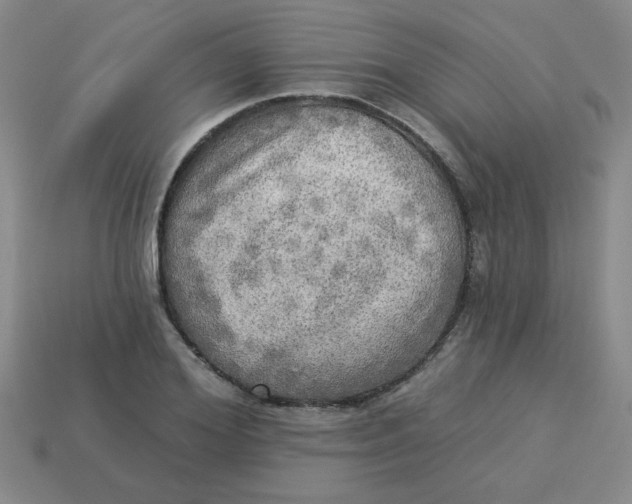 X0000113340980200910131215