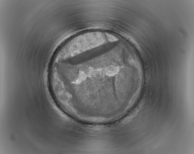 X0000113340991200910131215