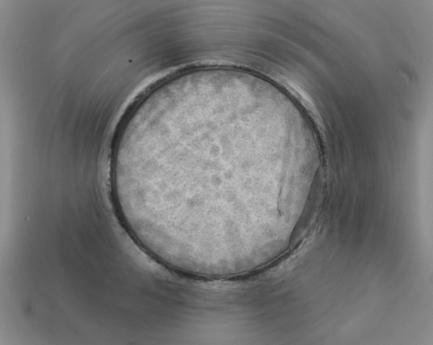 X0000113340992200910131215