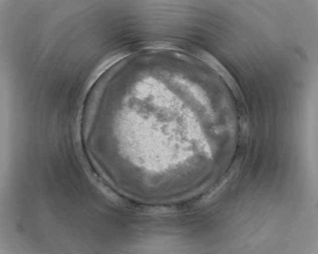 X0000113341002200910131215