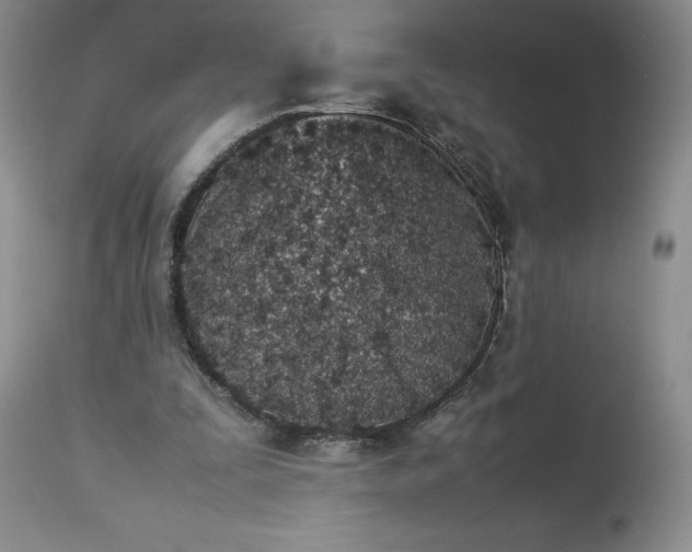 X0000113350295200909291102