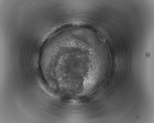 X0000113350496200909291059