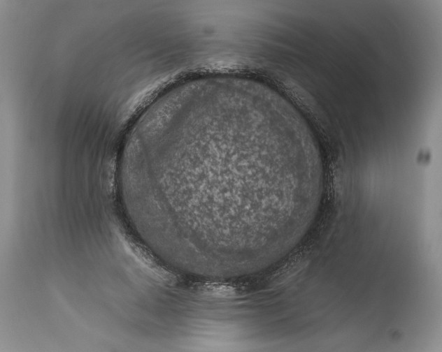 X0000113350640200909291056