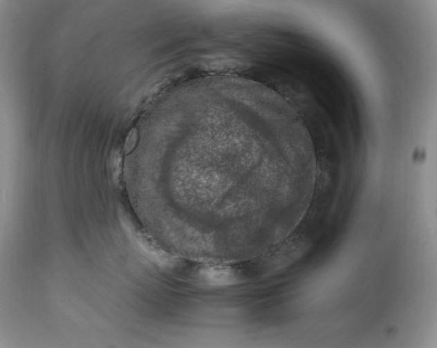 X0000113350767200909291055