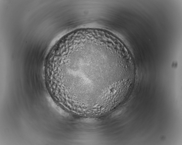 X0000113350998200909291050