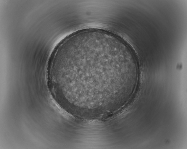 X0000113351024200909291050