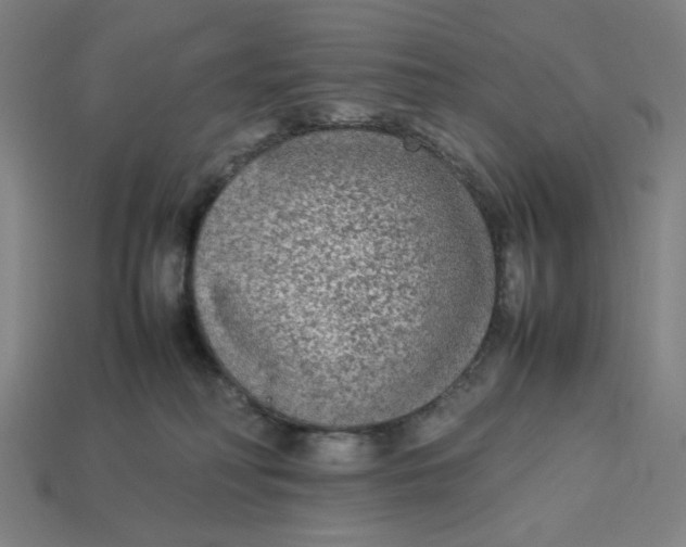 X0000113350230200910061025