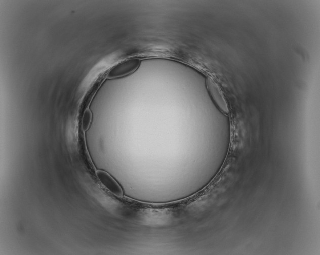 X0000113350296200910061024