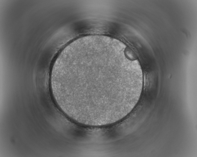 X0000113350301200910061024